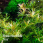 Preview: Rotala rotundifolia 'H'ra' - Vietnam 'H'ra' 1-2-Grow!